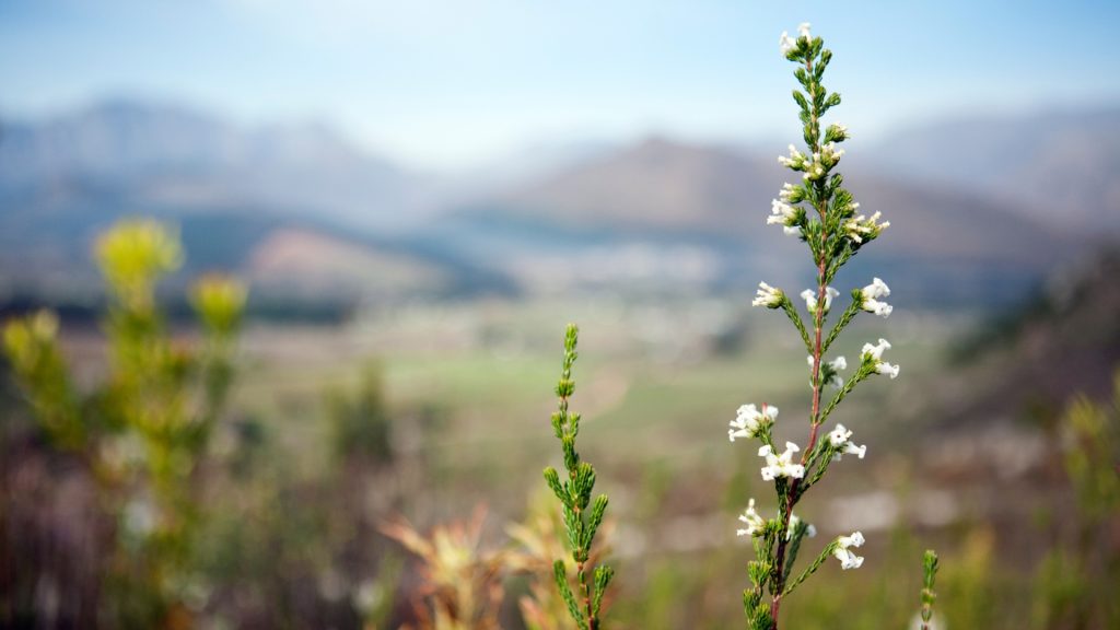 Why Spring is the Best Time to Visit Franschhoek