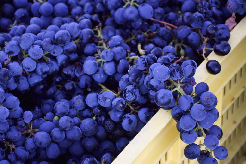 Behind the Vines at La Petite Ferme’s Boutique Winery - A Day in the Life
