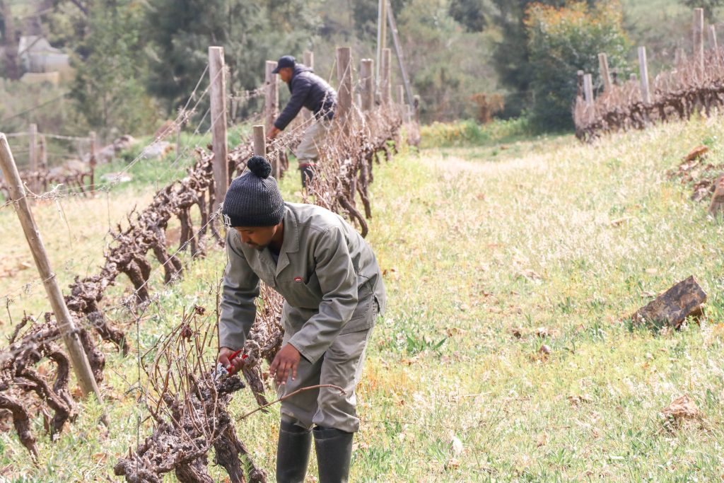 La Petite Ferme August Pruning